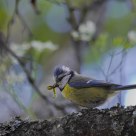 Parus caeruleus / Blue Tit